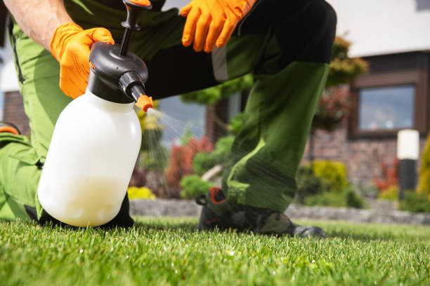 Best Termite Control Services  in Stewartville, MN