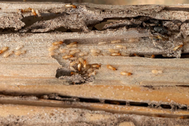 Best Bed Bug Extermination  in Stewartville, MN